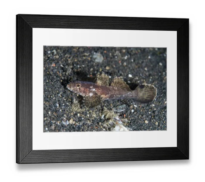 Framed Print : Banded Flap-head Goby (Callogobius hasseltii) adult, resting on black sand, Lembeh Straits, Sulawesi, Sunda Islands Framed Print : Banded Flap-head Goby (Callogobius hasseltii) adult, resting on black sand, Lembeh Straits, Sulawesi, Sunda Islands