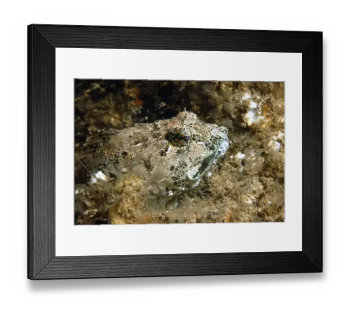 Framed Print : Father Lasher (Myoxocephalus scorpius) adult, close-up of head, Bournemouth, Dorset, England, July Framed Print : Father Lasher (Myoxocephalus scorpius) adult, close-up of head, Bournemouth, Dorset, England, July