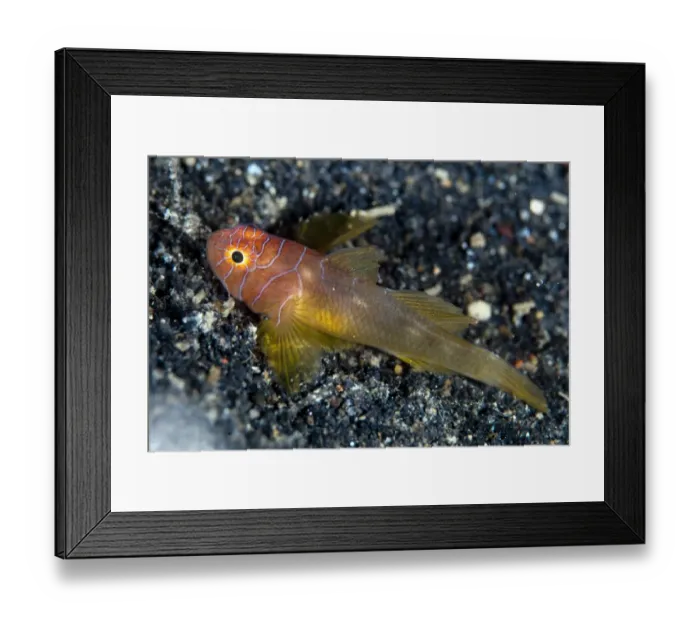 Framed Print : Ribbon Reefgoby (Priolepis vexilla) adult, resting on black sand, Lembeh Straits, Sulawesi, Sunda Islands, Indonesia Framed Print : Ribbon Reefgoby (Priolepis vexilla) adult, resting on black sand, Lembeh Straits, Sulawesi, Sunda Islands, Indonesia