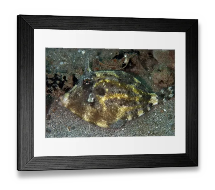 Framed Print : Strapweed Filefish (Pseudomonacanthus macrurus) adult, resting on sand, Lembeh Straits, Sulawesi, Sunda Islands Framed Print : Strapweed Filefish (Pseudomonacanthus macrurus) adult, resting on sand, Lembeh Straits, Sulawesi, Sunda Islands