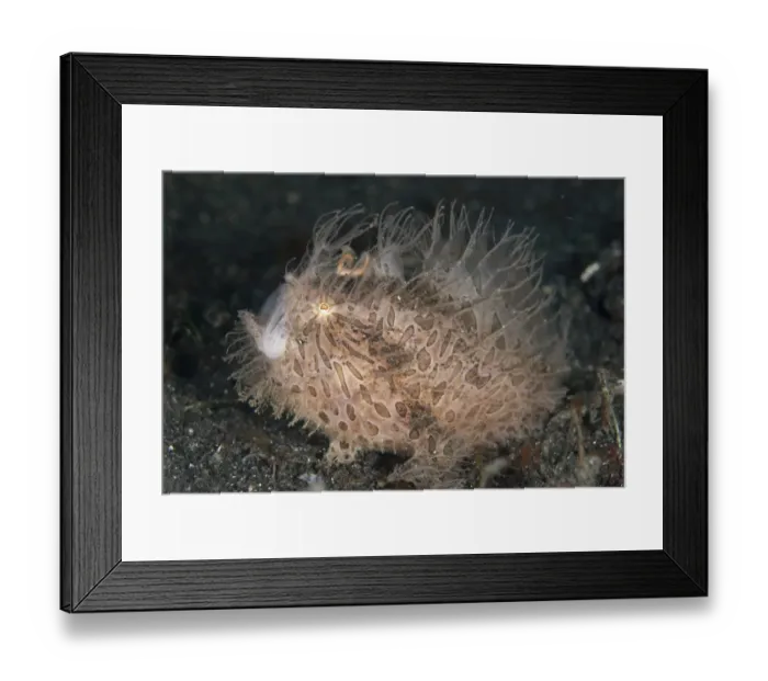 Framed Print : Striped Frogfish (Antennarius striatus) adult, with mouth open, resting on black sand, Lembeh Straits, Sulawesi Framed Print : Striped Frogfish (Antennarius striatus) adult, with mouth open, resting on black sand, Lembeh Straits, Sulawesi