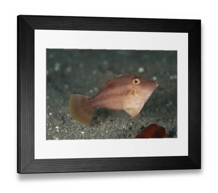 Framed Print : Shortsnout Filefish (Paramonacanthus curtorhynchos) adult, swimming over black sand, Lembeh Straits, Sulawesi Framed Print : Shortsnout Filefish (Paramonacanthus curtorhynchos) adult, swimming over black sand, Lembeh Straits, Sulawesi