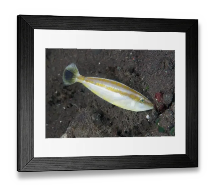Framed Print : Rhinoceros Filefish (Pseudalutarius nasicornis) adult female, swimming at night, Seraya, Bali, Lesser Sunda Islands Framed Print : Rhinoceros Filefish (Pseudalutarius nasicornis) adult female, swimming at night, Seraya, Bali, Lesser Sunda Islands