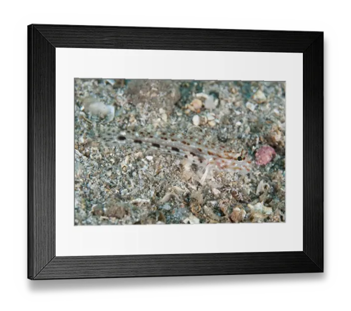 Framed Print : Triplespot Goby (Oplopomus caninoides) adult, camouflaged on sand, Lembeh Straits, Sulawesi, Sunda Islands, Indonesia