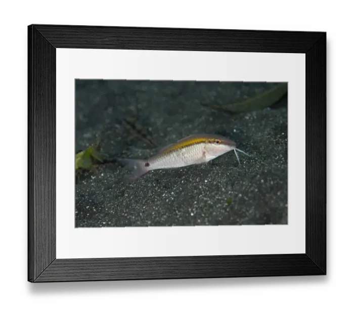 Framed Print : Dash-dot Goatfish (Parupeneus barberinus) adult, foraging on black sand, Lembeh Straits, Sulawesi, Sunda Islands Framed Print : Dash-dot Goatfish (Parupeneus barberinus) adult, foraging on black sand, Lembeh Straits, Sulawesi, Sunda Islands
