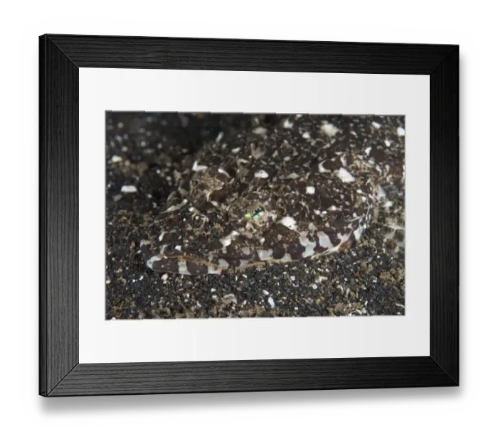 Framed Print : Fringelip Flathead (Sunagocia otaitensis) adult, close-up of head, camouflaged on black sand, Lembeh Straits, Sulawesi Framed Print : Fringelip Flathead (Sunagocia otaitensis) adult, close-up of head, camouflaged on black sand, Lembeh Straits, Sulawesi
