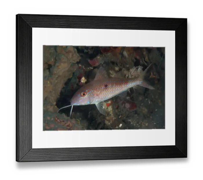 Framed Print : Cinnabar Goatfish (Parupeneus heptacanthus) adult, Lembeh Straits, Sulawesi, Sunda Islands, Indonesia, September Framed Print : Cinnabar Goatfish (Parupeneus heptacanthus) adult, Lembeh Straits, Sulawesi, Sunda Islands, Indonesia, September