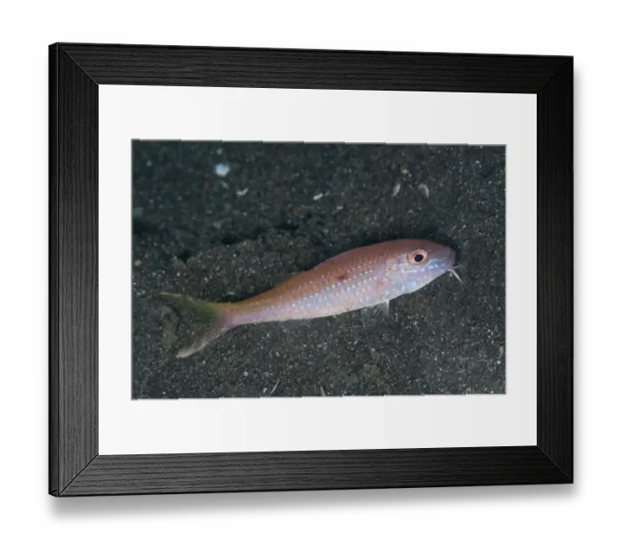 Framed Print : Cinnabar Goatfish (Parupeneus heptacanthus) adult, foraging on black sand, Lembeh Straits, Sulawesi, Sunda Islands