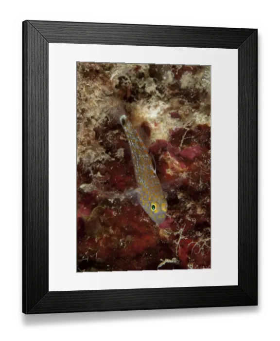 Framed Print : Oval-spot Goby (Asterropteryx ovata) adult, resting on coral, Lembeh Straits, Sulawesi, Sunda Islands, Indonesia, June Framed Print : Oval-spot Goby (Asterropteryx ovata) adult, resting on coral, Lembeh Straits, Sulawesi, Sunda Islands, Indonesia, June
