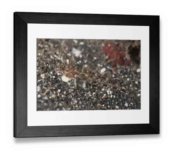 Framed Print : Decorated Goby (Istigobius decoratus) adult, resting on black sand, Lembeh Straits, Sulawesi, Sunda Islands, Indonesia Framed Print : Decorated Goby (Istigobius decoratus) adult, resting on black sand, Lembeh Straits, Sulawesi, Sunda Islands, Indonesia