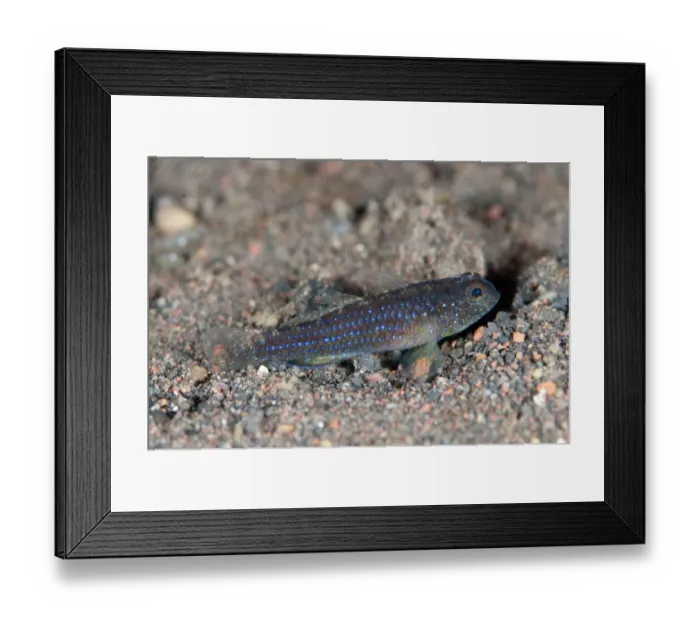 Framed Print : Blackfoot Goby (Asterropteryx atripes) adult, resting on sand, Seraya, Bali, Lesser Sunda Islands, Indonesia, April Framed Print : Blackfoot Goby (Asterropteryx atripes) adult, resting on sand, Seraya, Bali, Lesser Sunda Islands, Indonesia, April