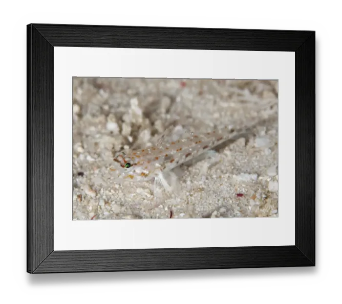 Framed Print : Pale Sandgoby (Fusigobius pallidus) adult, resting on sand, Otdina Reef, Dampier Straits Framed Print : Pale Sandgoby (Fusigobius pallidus) adult, resting on sand, Otdina Reef, Dampier Straits