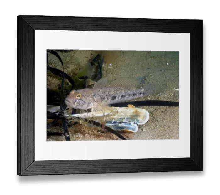 Framed Print : Black Goby (Gobius niger) adult, resting on sandy seabed, Studland Bay, Isle of Purbeck, Dorset, England, August