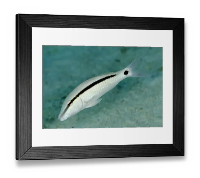 Framed Print : Longbarbel Goatfish (Parupeneus macronema) adult, swimming, Nyata Island, Barat Daya Islands, Lesser Sunda Islands Framed Print : Longbarbel Goatfish (Parupeneus macronema) adult, swimming, Nyata Island, Barat Daya Islands, Lesser Sunda Islands