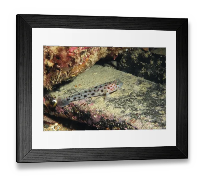 Framed Print : Leopard-spotted Goby (Thorogobius ephippiatus) adult, resting on rock, Brandy Bay, Isle of Purbeck, Dorset, England