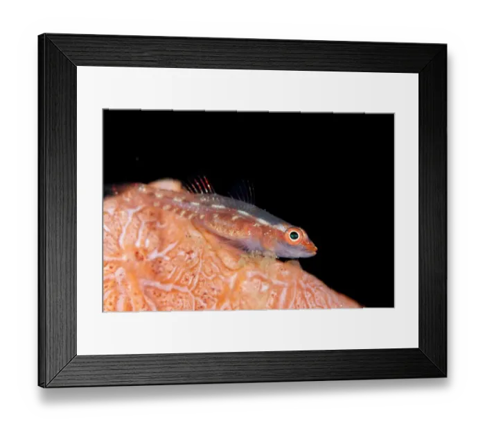 Framed Print : Common Ghostgoby (Pleurosicya mossambica) adult, resting on coral, Seraya, Bali, Lesser Sunda Islands, Indonesia, April Framed Print : Common Ghostgoby (Pleurosicya mossambica) adult, resting on coral, Seraya, Bali, Lesser Sunda Islands, Indonesia, April