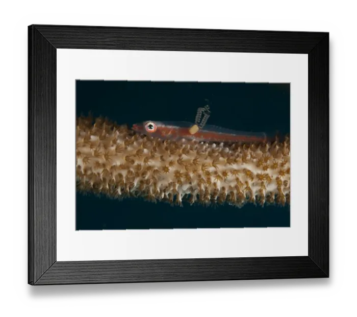 Framed Print : Large Whip Goby (Bryaninops amplus) adult, with female parasitic copepod with pair of egg sacs, resting on whip coral Framed Print : Large Whip Goby (Bryaninops amplus) adult, with female parasitic copepod with pair of egg sacs, resting on whip coral