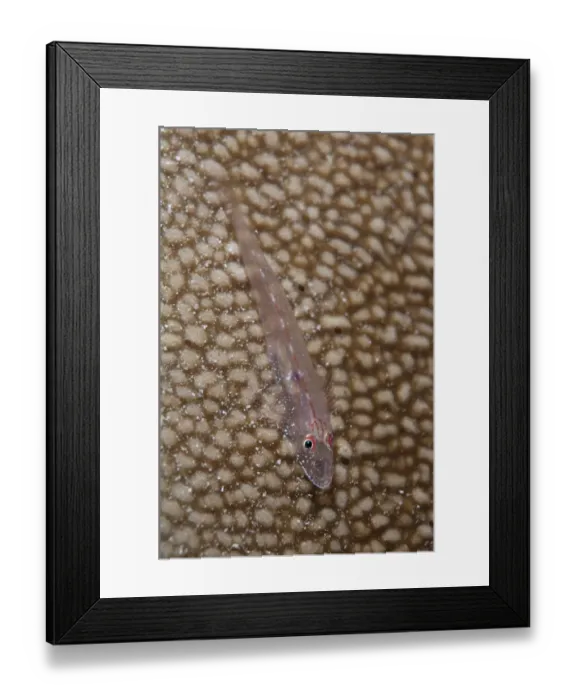 Framed Print : Common Ghostgoby (Pleurosicya mossambica) adult, resting on coral, Mioskon, Dampier Straits Framed Print : Common Ghostgoby (Pleurosicya mossambica) adult, resting on coral, Mioskon, Dampier Straits