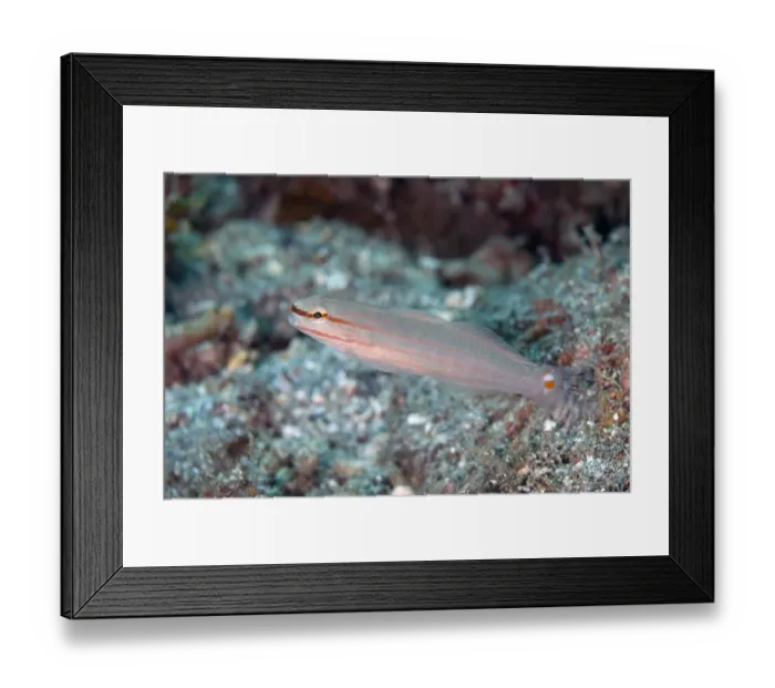 Framed Print : Crosshatch Goby (Amblygobius decussatus) adult, swimming, Lembeh Straits, Sulawesi, Sunda Islands, Indonesia, July Framed Print : Crosshatch Goby (Amblygobius decussatus) adult, swimming, Lembeh Straits, Sulawesi, Sunda Islands, Indonesia, July