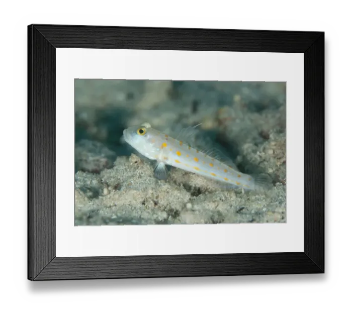 Framed Print : Orange-dashed Goby (Valenciennea puellaris) adult, Sansapor Raru, Raja Ampat Islands (Four Kings), West Papua Framed Print : Orange-dashed Goby (Valenciennea puellaris) adult, Sansapor Raru, Raja Ampat Islands (Four Kings), West Papua