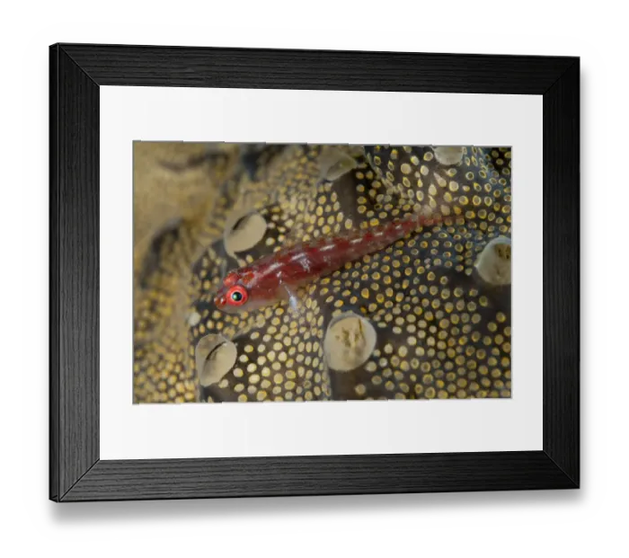 Framed Print : Common Ghostgoby (Pleurosicya mossambica) adult, resting on coral at night, Lembeh Straits, Sulawesi, Sunda Islands