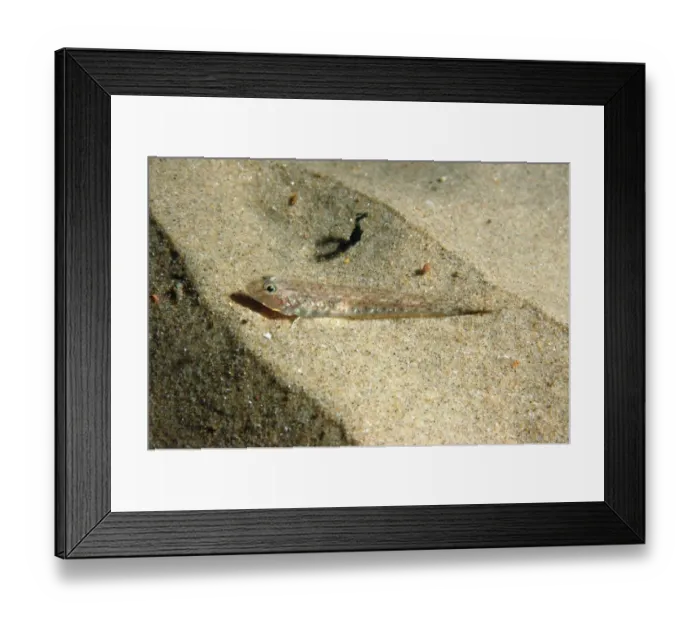 Framed Print : Sand Goby (Pomatoschistus minutus) adult, resting on sandy seabed, Bournemouth, Dorset, England, September Framed Print : Sand Goby (Pomatoschistus minutus) adult, resting on sandy seabed, Bournemouth, Dorset, England, September