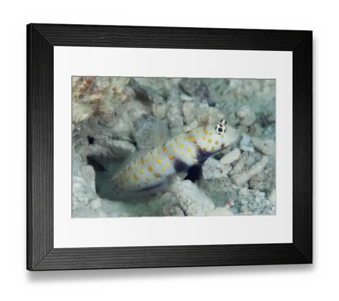 Framed Print : Spotted Shrimpgoby (Amblyeleotris guttata) adult, at burrow entrance, West Waigeo, Raja Ampat Islands (Four Kings) Framed Print : Spotted Shrimpgoby (Amblyeleotris guttata) adult, at burrow entrance, West Waigeo, Raja Ampat Islands (Four Kings)
