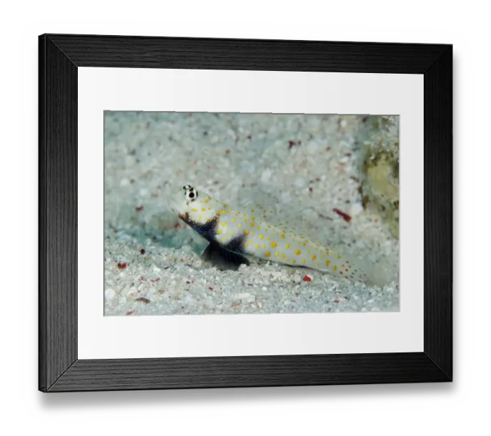 Framed Print : Spotted Shrimpgoby (Amblyeleotris guttata) adult, resting on sand at burrow entrance, Nyata Island, Barat Daya Islands