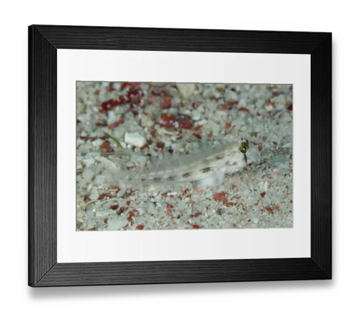 Framed Print : Eyebar Goby Gnatholepsis anjerensis adult, resting on sand, Pantar Island, Alor Archipelago, Lesser Sunda Islands Framed Print : Eyebar Goby Gnatholepsis anjerensis adult, resting on sand, Pantar Island, Alor Archipelago, Lesser Sunda Islands
