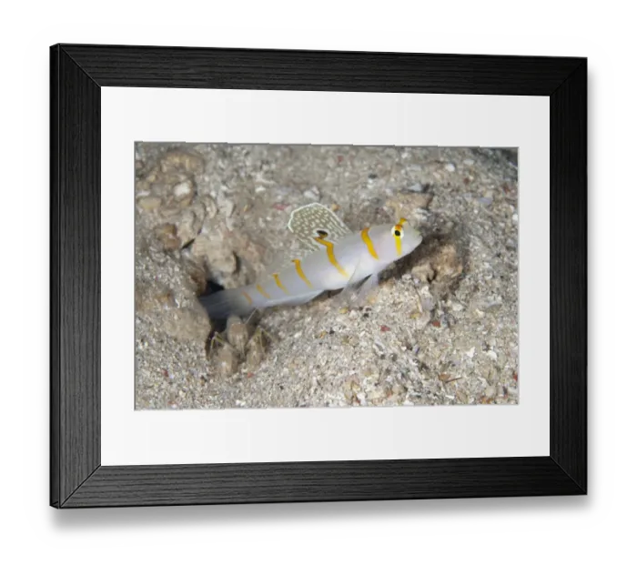 Framed Print : Randalls Shrimpgoby (Amblyeleotris randalli) adult, displaying spot on fin, with alpheid shrimp at entrance to hole Framed Print : Randalls Shrimpgoby (Amblyeleotris randalli) adult, displaying spot on fin, with alpheid shrimp at entrance to hole