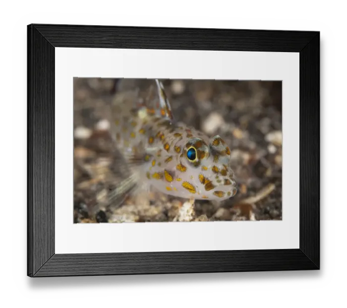Framed Print : Blotched Goby (Coryphopterus inframaculatus) adult, close-up of head, resting on black sand, Lembeh Straits, Sulawesi Framed Print : Blotched Goby (Coryphopterus inframaculatus) adult, close-up of head, resting on black sand, Lembeh Straits, Sulawesi