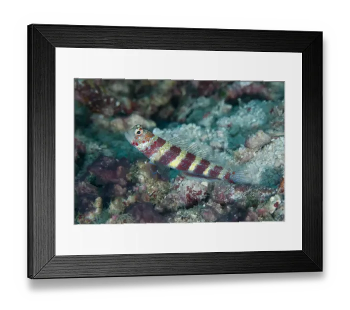 Framed Print : Gorgeous Shrimpgoby (Amblyeleotris wheeleri) adult, Palau Auri, Roon, Raja Ampat Islands (Four Kings), West Papua Framed Print : Gorgeous Shrimpgoby (Amblyeleotris wheeleri) adult, Palau Auri, Roon, Raja Ampat Islands (Four Kings), West Papua