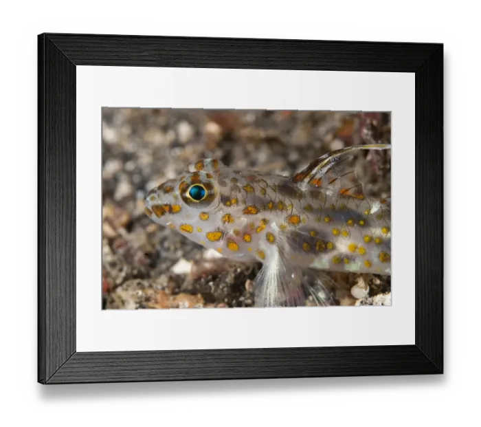 Framed Print : Blotched Goby (Coryphopterus inframaculatus) adult, close-up of head, resting on black sand, Lembeh Straits, Sulawesi