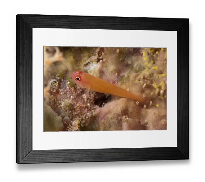 Framed Print : Ringeye Dwarfgoby (Trimma benjamini) adult, resting on coral, Dampier Straits, Raja Ampat Islands (Four Kings) Framed Print : Ringeye Dwarfgoby (Trimma benjamini) adult, resting on coral, Dampier Straits, Raja Ampat Islands (Four Kings)