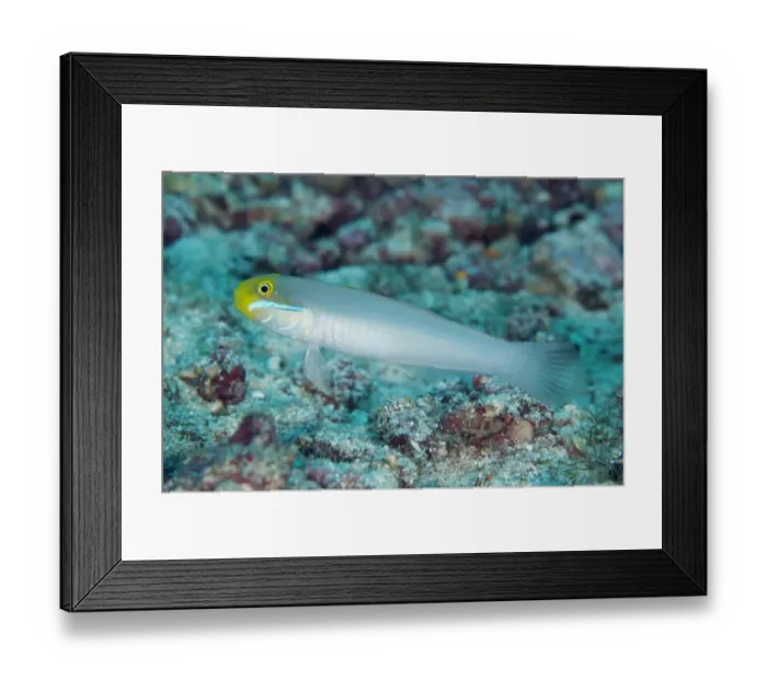 Framed Print : Bluestreak Goby (Valenciennea strigata) adult, Palau Auri, Roon, Raja Ampat Islands (Four Kings), West Papua Framed Print : Bluestreak Goby (Valenciennea strigata) adult, Palau Auri, Roon, Raja Ampat Islands (Four Kings), West Papua