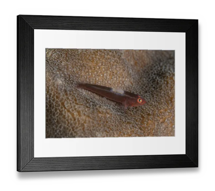 Framed Print : Short-nose goby (Pleurosicya spongicola) adult, with parasitic copepod, resting on coral, Lembeh Straits, Sulawesi Framed Print : Short-nose goby (Pleurosicya spongicola) adult, with parasitic copepod, resting on coral, Lembeh Straits, Sulawesi