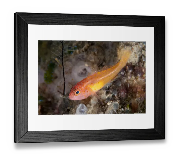 Framed Print : Redspot Dwarfgoby (Trimma halonevum) adult, Seraya, Bali, Lesser Sunda Islands, Indonesia, April Framed Print : Redspot Dwarfgoby (Trimma halonevum) adult, Seraya, Bali, Lesser Sunda Islands, Indonesia, April
