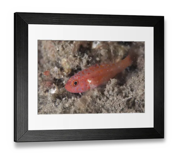 Framed Print : Redspot Dwarfgoby (Trimma halonevum) adult, resting on black sand, Lembeh Straits, Sulawesi, Sunda Islands, Indonesia Framed Print : Redspot Dwarfgoby (Trimma halonevum) adult, resting on black sand, Lembeh Straits, Sulawesi, Sunda Islands, Indonesia