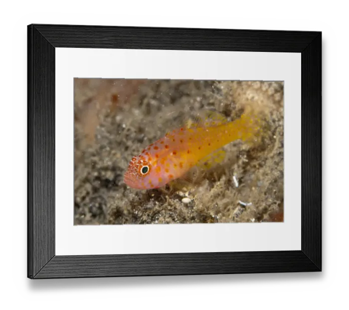Framed Print : Redspot Dwarfgoby (Trimma halonevum) adult, Lembeh Straits, Sulawesi, Sunda Islands, Indonesia, September Framed Print : Redspot Dwarfgoby (Trimma halonevum) adult, Lembeh Straits, Sulawesi, Sunda Islands, Indonesia, September