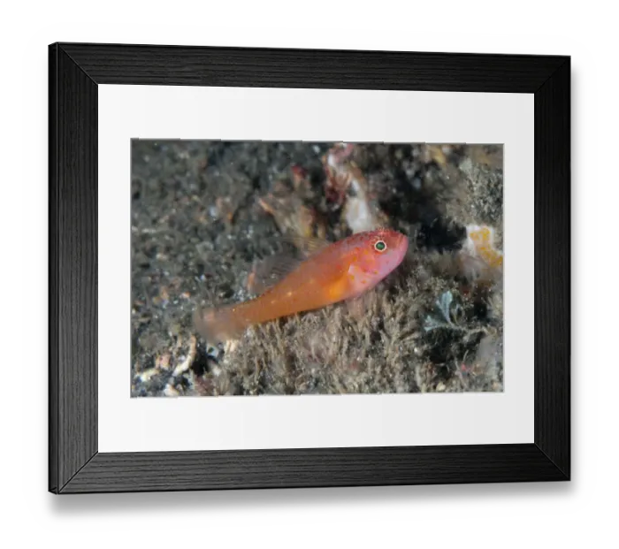 Framed Print : Redspot Dwarfgoby (Trimma halonevum) adult, Lembeh Straits, Sulawesi, Sunda Islands, Indonesia, March Framed Print : Redspot Dwarfgoby (Trimma halonevum) adult, Lembeh Straits, Sulawesi, Sunda Islands, Indonesia, March