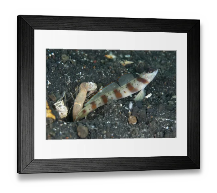 Framed Print : Red-margin Shrimpgoby (Amblyeleotris rubrimarginata) adult, with Snapping Shrimp (Alpheus sp. ) cleaning shared hole Framed Print : Red-margin Shrimpgoby (Amblyeleotris rubrimarginata) adult, with Snapping Shrimp (Alpheus sp. ) cleaning shared hole