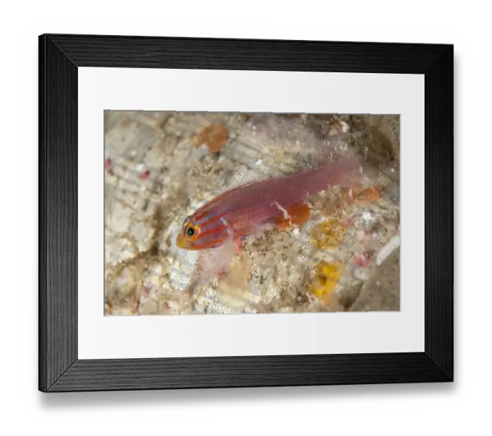 Framed Print : Stripedhead Dwarfgoby (Trimma striatum) adult, Saonex Pier, Dampier Straits, Raja Ampat Islands (Four Kings) Framed Print : Stripedhead Dwarfgoby (Trimma striatum) adult, Saonex Pier, Dampier Straits, Raja Ampat Islands (Four Kings)
