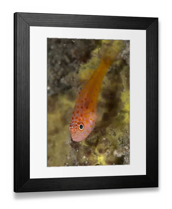 Framed Print : Redspot Dwarfgoby (Trimma halonevum) adult, Lembeh Straits, Sulawesi, Sunda Islands, Indonesia, September Framed Print : Redspot Dwarfgoby (Trimma halonevum) adult, Lembeh Straits, Sulawesi, Sunda Islands, Indonesia, September
