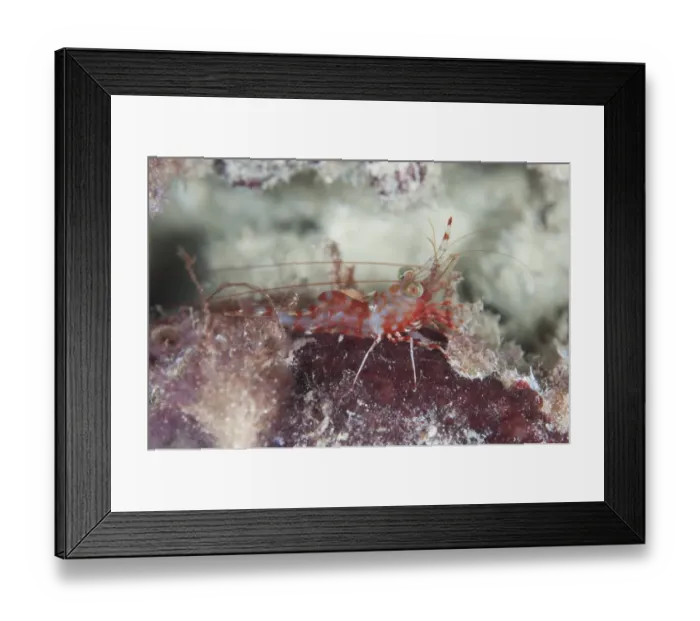 Framed Print : Reticulated Hinge-beak Shrimp (Cinetorhynchus reticulatus) adult, at night, Mioskon, Dampier Straits Framed Print : Reticulated Hinge-beak Shrimp (Cinetorhynchus reticulatus) adult, at night, Mioskon, Dampier Straits