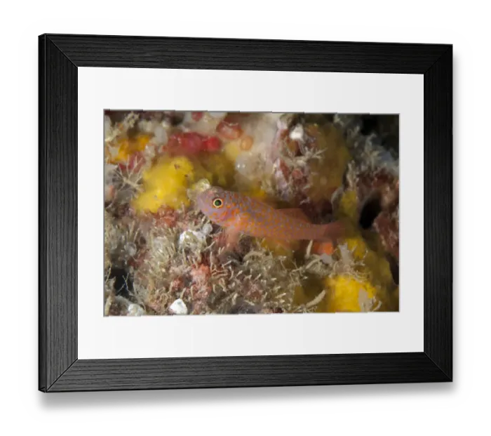 Framed Print : Okinawa Dwarfgoby (Trimma okinawae) adult, resting on reef, Lembeh Straits, Sulawesi, Sunda Islands, Indonesia, July Framed Print : Okinawa Dwarfgoby (Trimma okinawae) adult, resting on reef, Lembeh Straits, Sulawesi, Sunda Islands, Indonesia, July