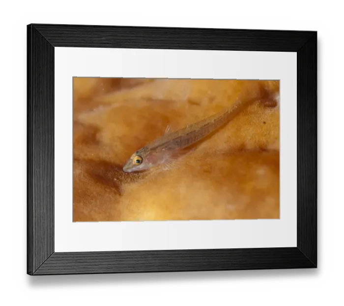 Framed Print : Staghorn Ghostgoby (Pleurosicya fringilla) adult, resting on sponge, Lembeh Straits, Sulawesi, Sunda Islands