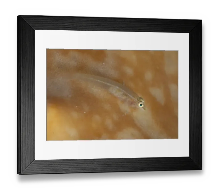 Framed Print : Staghorn Ghostgoby (Pleurosicya fringilla) adult, resting on sponge, Lembeh Straits, Sulawesi, Sunda Islands Framed Print : Staghorn Ghostgoby (Pleurosicya fringilla) adult, resting on sponge, Lembeh Straits, Sulawesi, Sunda Islands