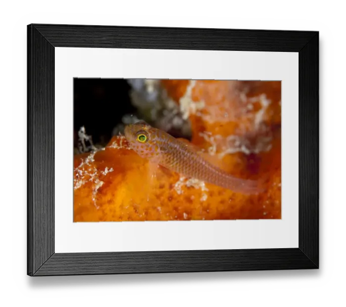 Framed Print : Meshed Dwarfgoby (Trimma agrena) adult, Batu Lima, Dampier Straits, Raja Ampat Islands (Four Kings), West Papua Framed Print : Meshed Dwarfgoby (Trimma agrena) adult, Batu Lima, Dampier Straits, Raja Ampat Islands (Four Kings), West Papua