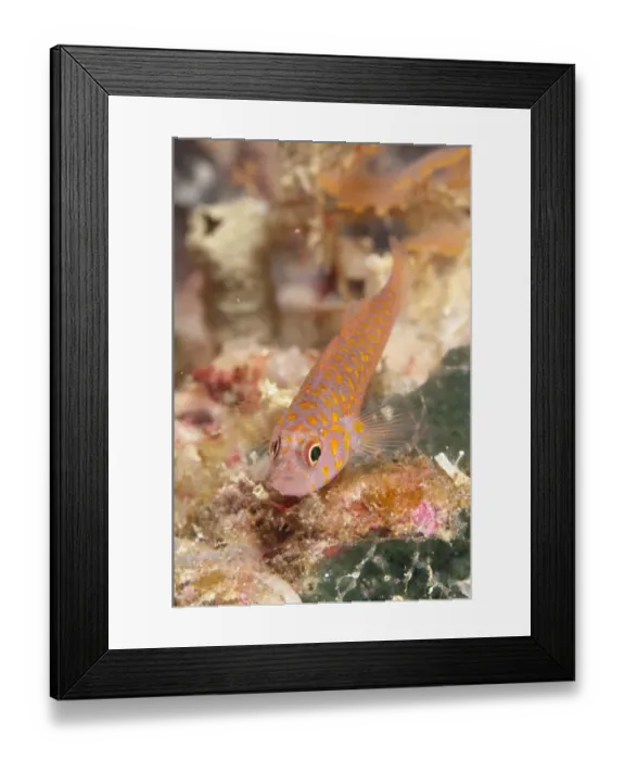 Framed Print : Okinawa Dwarfgoby (Trimma okinawae) adult, resting on coral, Dampier Straits, Raja Ampat Islands (Four Kings) Framed Print : Okinawa Dwarfgoby (Trimma okinawae) adult, resting on coral, Dampier Straits, Raja Ampat Islands (Four Kings)