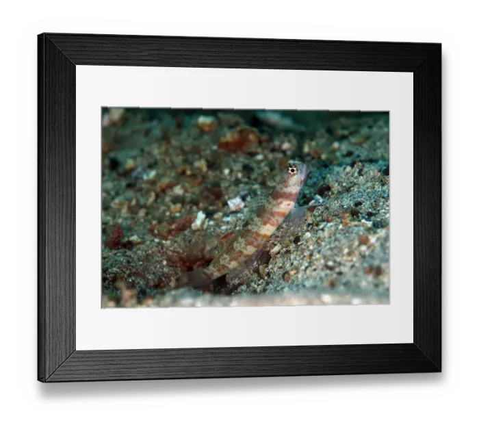 Framed Print : Blotchy Shrimpgoby (Amblyeleotris periophthalma) adult, at burrow entrance, Lembeh Straits, Sulawesi, Sunda Islands Framed Print : Blotchy Shrimpgoby (Amblyeleotris periophthalma) adult, at burrow entrance, Lembeh Straits, Sulawesi, Sunda Islands